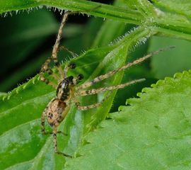 Anyphaena accentuata, Struikspin
