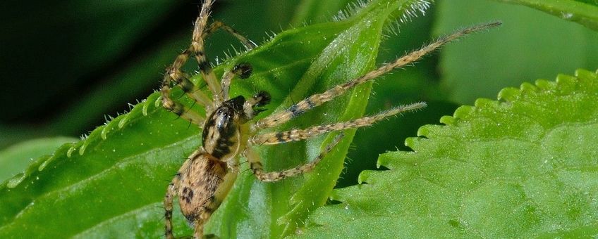 Anyphaena accentuata, Struikspin