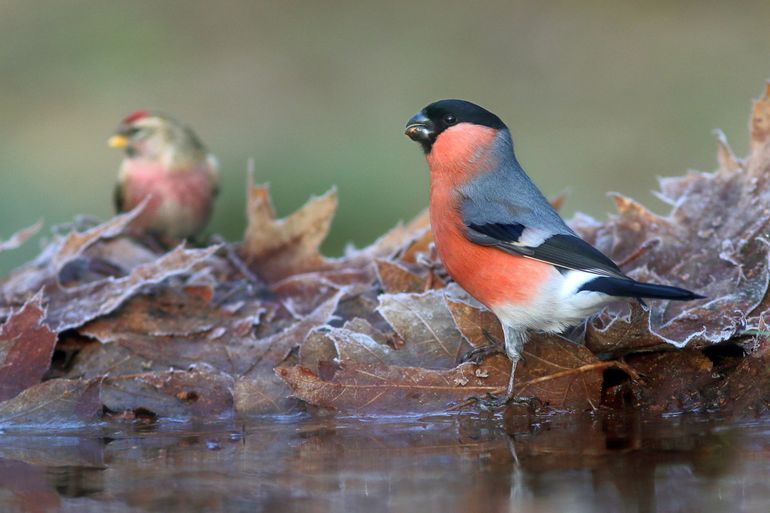 Vogelpootjes hebben geen spieren, maar alleen pezen. Die hebben minder bloedtoevoer nodig