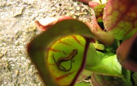 bekerplant met salamander