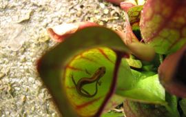 bekerplant met salamander