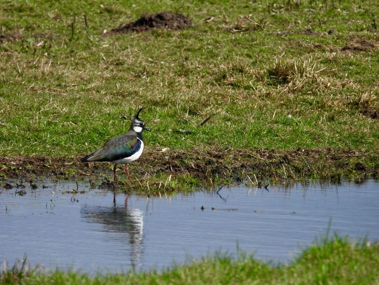 Kievit bij een plasdras