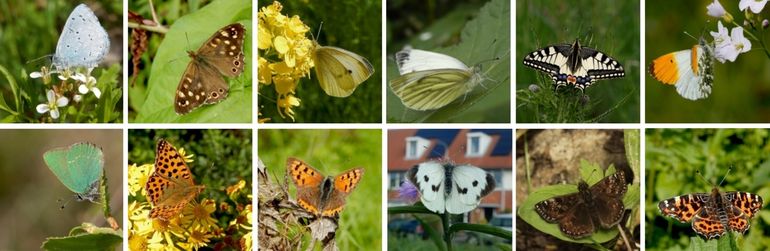 De vlinders waarvan er op 12 april tussen 2% en 10% uit de pop was gekomen. V.l.n.r. boven: boomblauwtje, bont zandoogje, klein koolwitje, klein geaderd witje, koninginnenpage & oranjetipje, onder: groentje, kleine parelmoervlinder, kleine vuurvlinder, groot koolwitje, bruin dikkopje & landkaartje