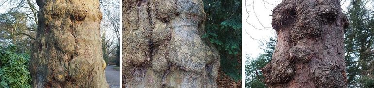 Van links naar rechts: Vladimir de wijze, Zarathustra de filosoof met de dikke neus en Iwan de Verschrikkelijke Boom 