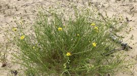 Bezemkruiskruid in de Kennemerduinen