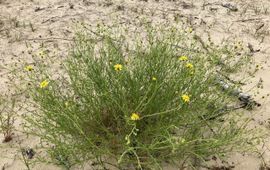 Bezemkruiskruid in de Kennemerduinen
