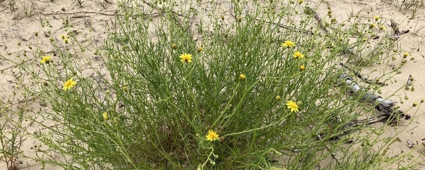 Bezemkruiskruid in de Kennemerduinen