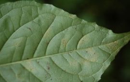 Oranje heksenkruidroest
Puccinia circeae
Aad Termorshuizen