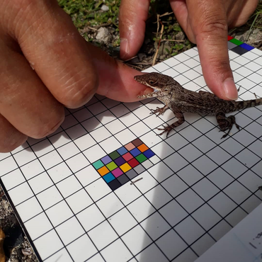 Anguilla anole being measured and photographed