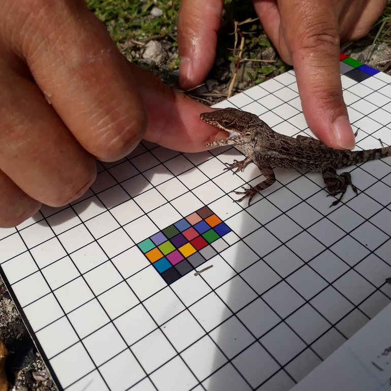 Anolis gingivinus wordt gemeten en gefotografeerd