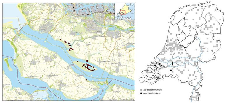 Verspreiding van de zandhommel rond het Haringvliet, en in Nederland (grijs vlak voor 2000, zwarte stip na 2000)