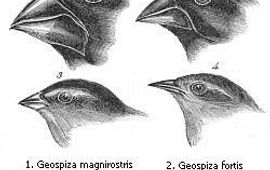 Darwinvinken. Foto: John Gould. Auteursrechten zijn verlopen omdat de fotograaf meer dan 70 jaar geleden is overleden.
