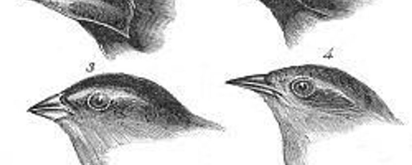 Darwinvinken. Foto: John Gould. Auteursrechten zijn verlopen omdat de fotograaf meer dan 70 jaar geleden is overleden.