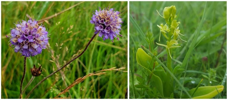 Links: blauwe knoop; rechts: groenknolorchis 