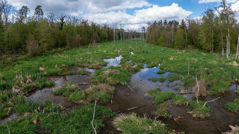 Moeras in het onderzoeksgebied in Zwitserland
