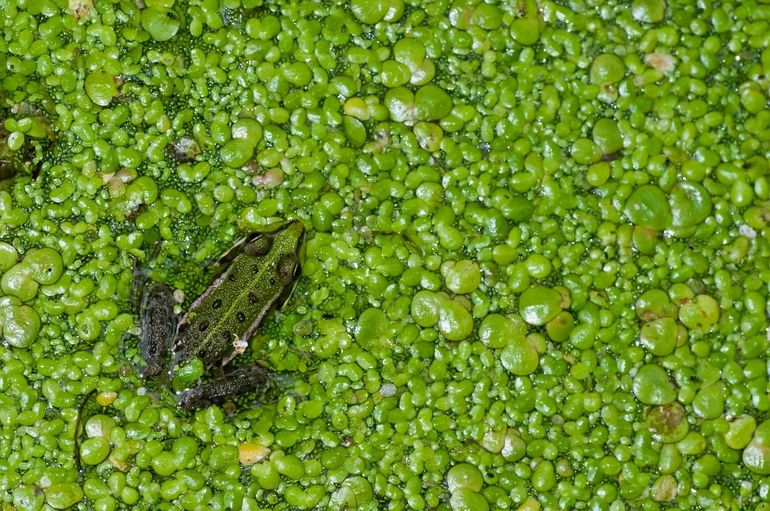 De meerkikker is een van de drie groene kikkers