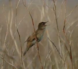 Locustella luscinioides. Snor
