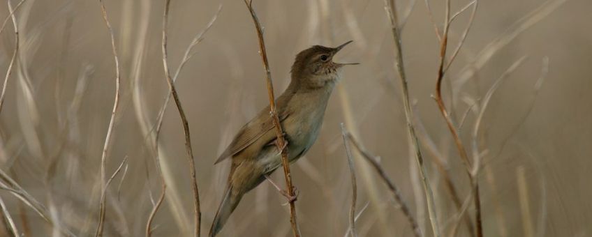 Locustella luscinioides. Snor