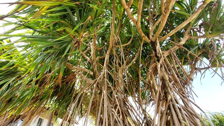 Pandanus tectorius, steltwortels