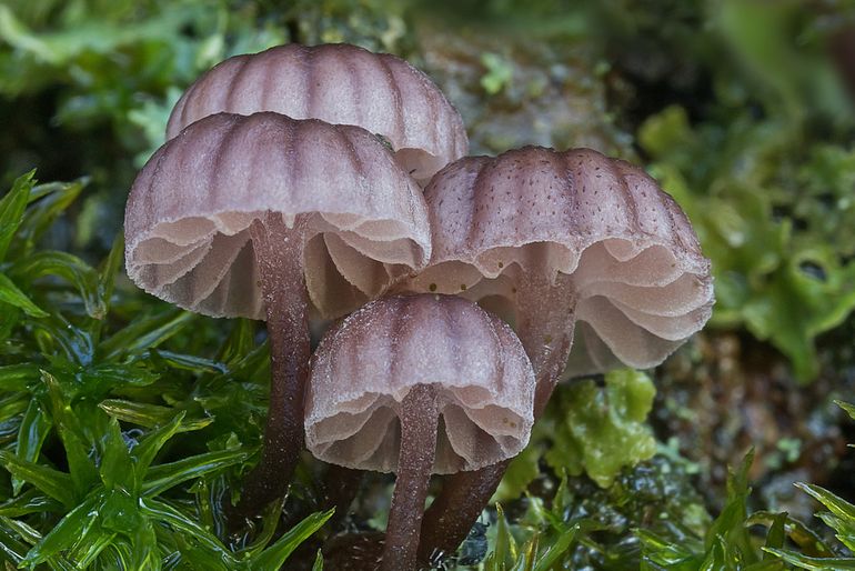 Lilabruine schorsmycena (Mycena meliigena)