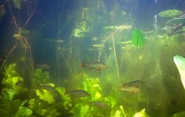 Blik onder water Baars - primair