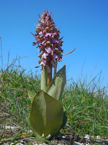 Hyacintorchis