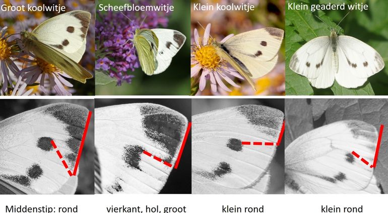 Belangrijke verschilkenmerken tussen de vier witjes