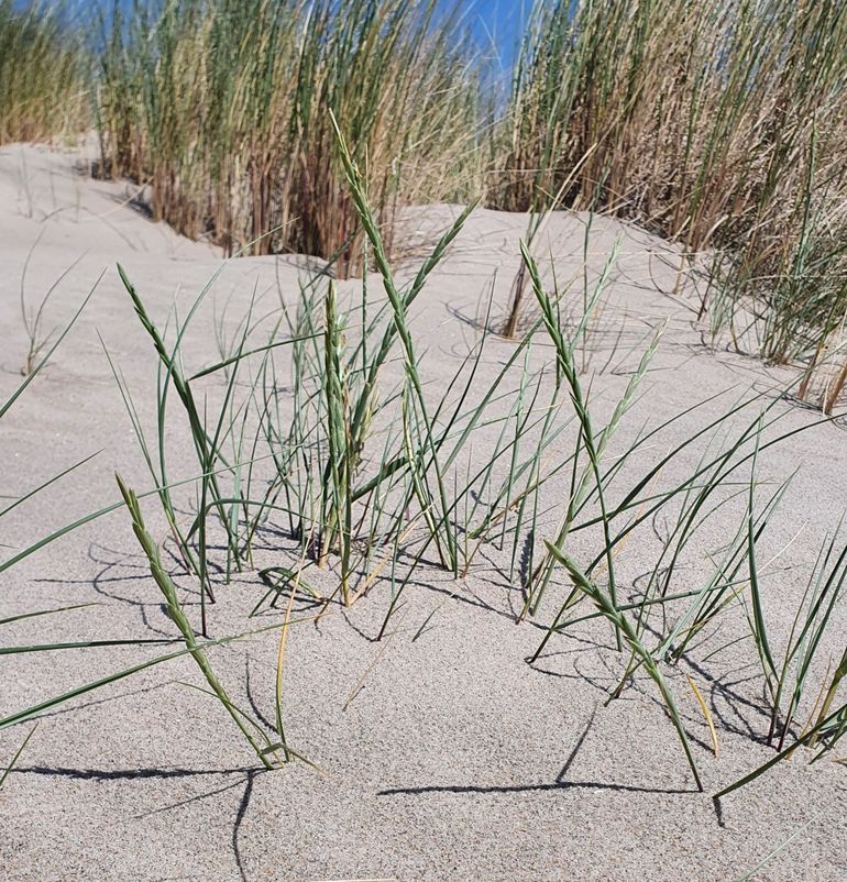 Mature Sand-couch grass