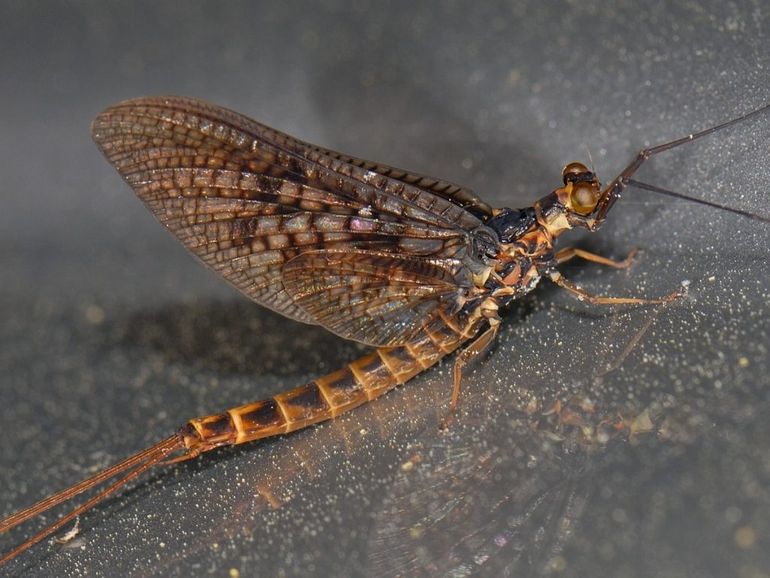 De gewone haft of driehoekeendagsvlieg (Ephemera vulgata) wordt veel gezien in de maand mei