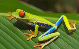 Agalychnis callidryas
Roodoog maki kikker, Wikipedia, publiek domein