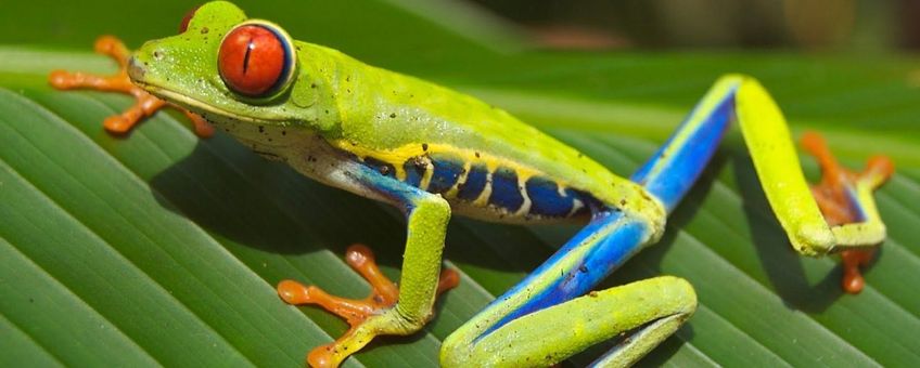 Agalychnis callidryas
Roodoog maki kikker, Wikipedia, publiek domein