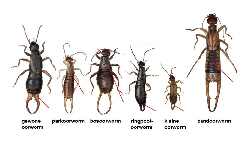 Mannetjes van de Nederlandse oorwormen. De rode lijntjes geven belangrijke determinatiekenmerken aan. 