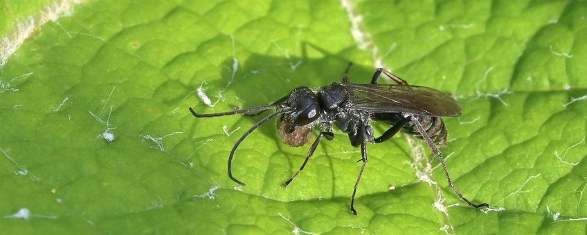 Auplopus carbonarius, Urntjesspinnendoder