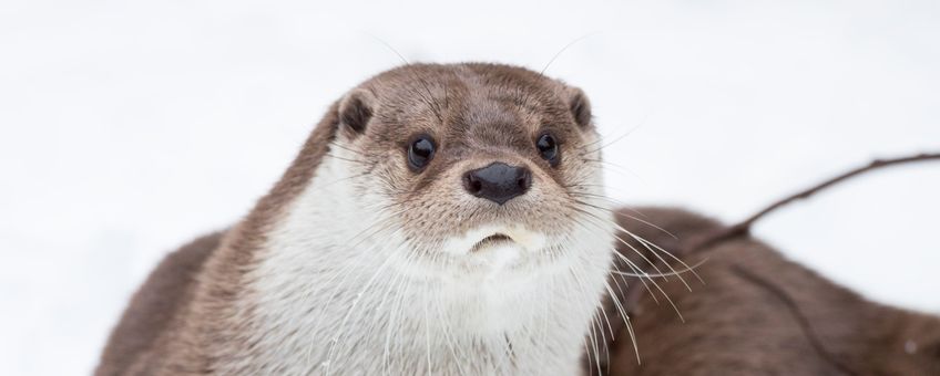 Otter