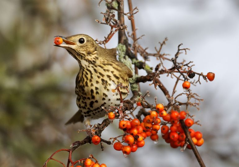 Vogels slaan de energie uit voedsel op als vet