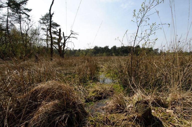 Vochtige heide