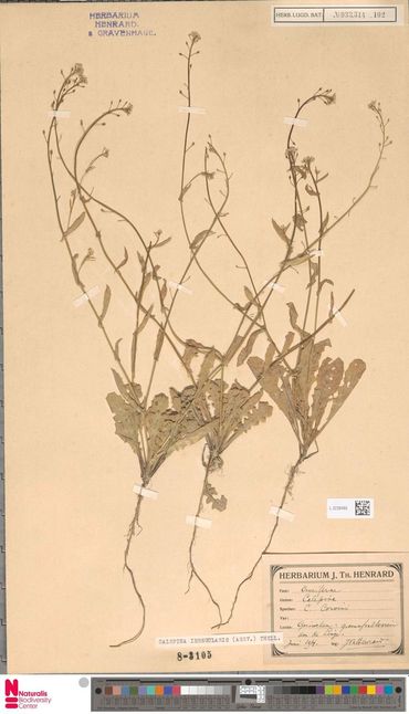 Herbariummateriaal uit 1914 van Kalkraket, gevonden langs de Linge bij een groenafvalterrein in Gorinchem. De groeiplaats is alleen bekend in de jaren 10 van de vorige eeuw.