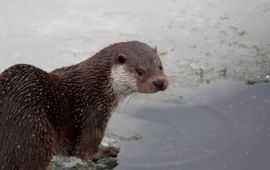 Otter EENMALIG GEBRUIK