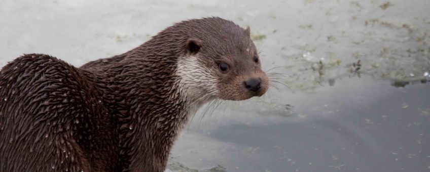 Otter EENMALIG GEBRUIK