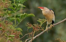 Woudaapje (Ixobrychus minutus), mannetje