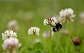 aardhommel op witte klaver