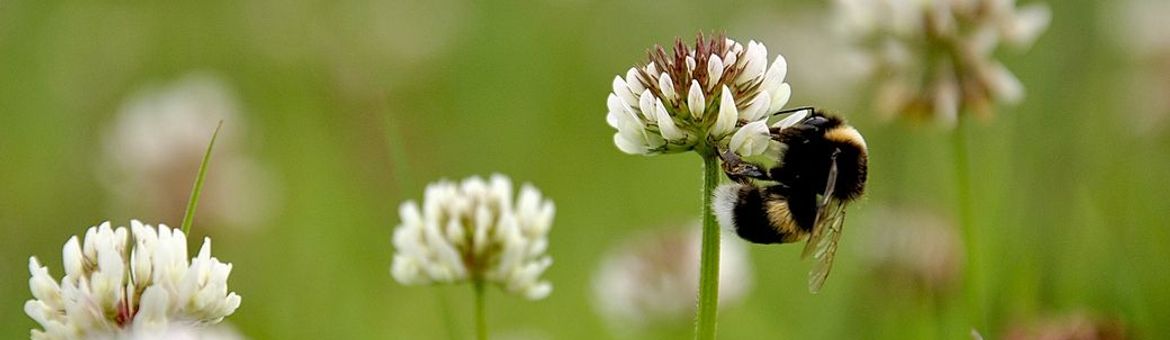 aardhommel op witte klaver