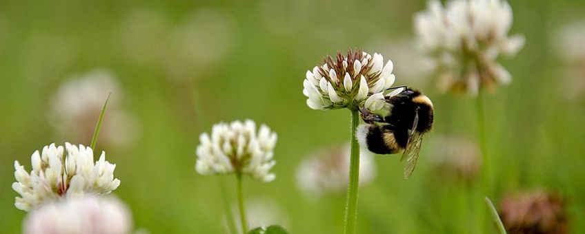 aardhommel op witte klaver