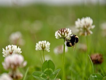 Hommels (hier aardhommel) horen ook bij de wilde bijen waarvan er meer dan 350 in Nederland voorkomen