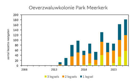 Het aantal oeverzwaluwnesten in de kolonie van Park Meerkerk in de periode 2008-2025. In staven is het aantal legsels weergegeven (eerste, tweede, derde)