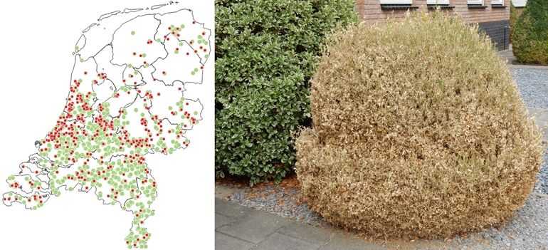 Een kaartje met de waarnemingen in 2018 (groen), en 2019 tot 31 juli (rood)