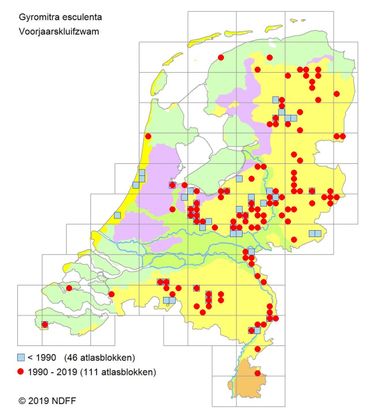 Verspreiding Voorjaarskluifzwam