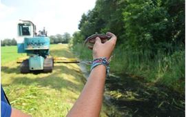 Eén van de 230 geredde grote modderkruipers wordt een helpende hand geboden om weer terug in het water te komen