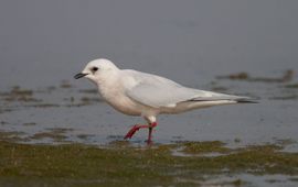 Dutch Birding Ross' meeuw