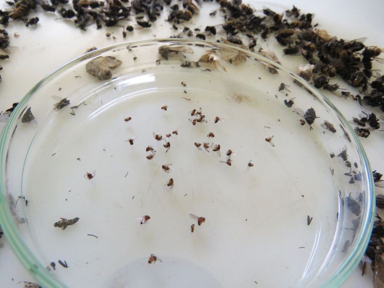 Inhoud van een feromoonval met eikenprocessievlinders en suzuki-fruitvliegen